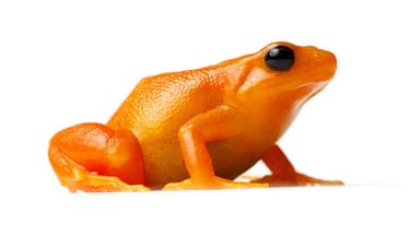 Golden Mantella Golden/Orange photo