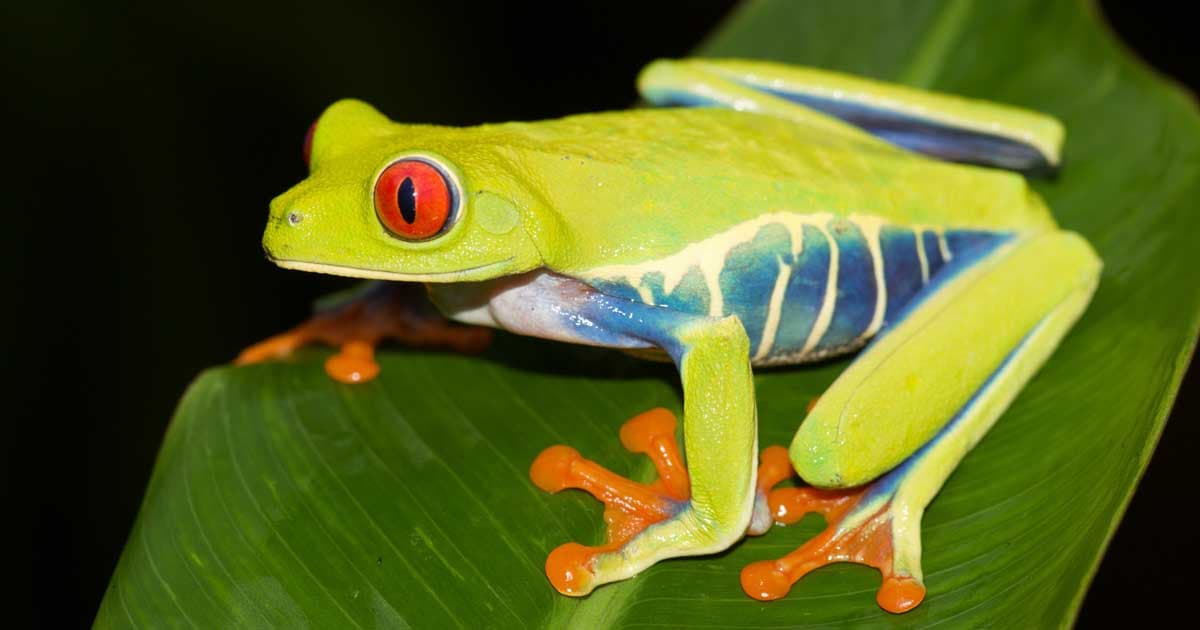 Red-Eyed Tree Frog Standard photo