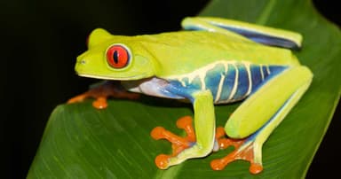 Red-Eyed Tree Frog Standard photo