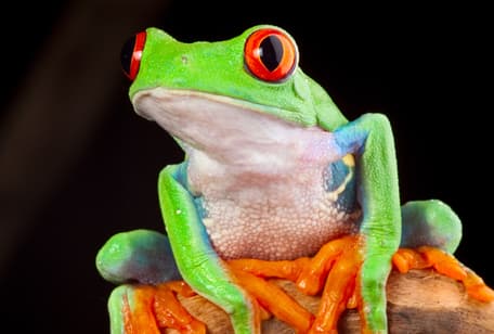 Red-Eyed Tree Frog Standard photo