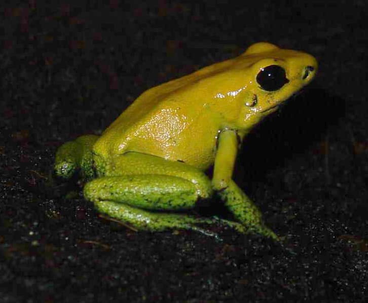 Bicolor Dart Frog