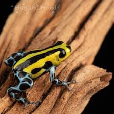 Highlands Sirensis Dart Frog Highland Sirensis photo