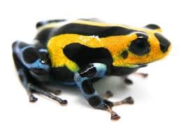 Highlands Sirensis Dart Frog Highland Sirensis photo