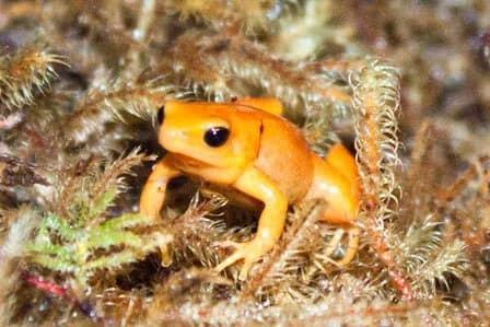Golden Mantella Golden/Orange photo
