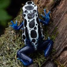 Oyapock Dart Frog Oyapok photo