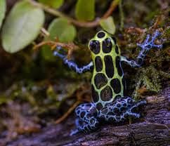 Southern Dart Frog Southern photo