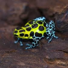 Southern Dart Frog Southern photo