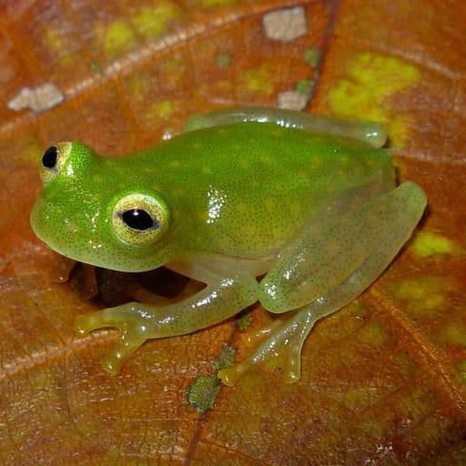 Northern Glass Frog Northern line photo