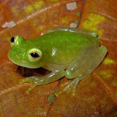 Northern Glass Frog Northern line photo