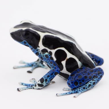 Oyapock Dart Frog Oyapok photo