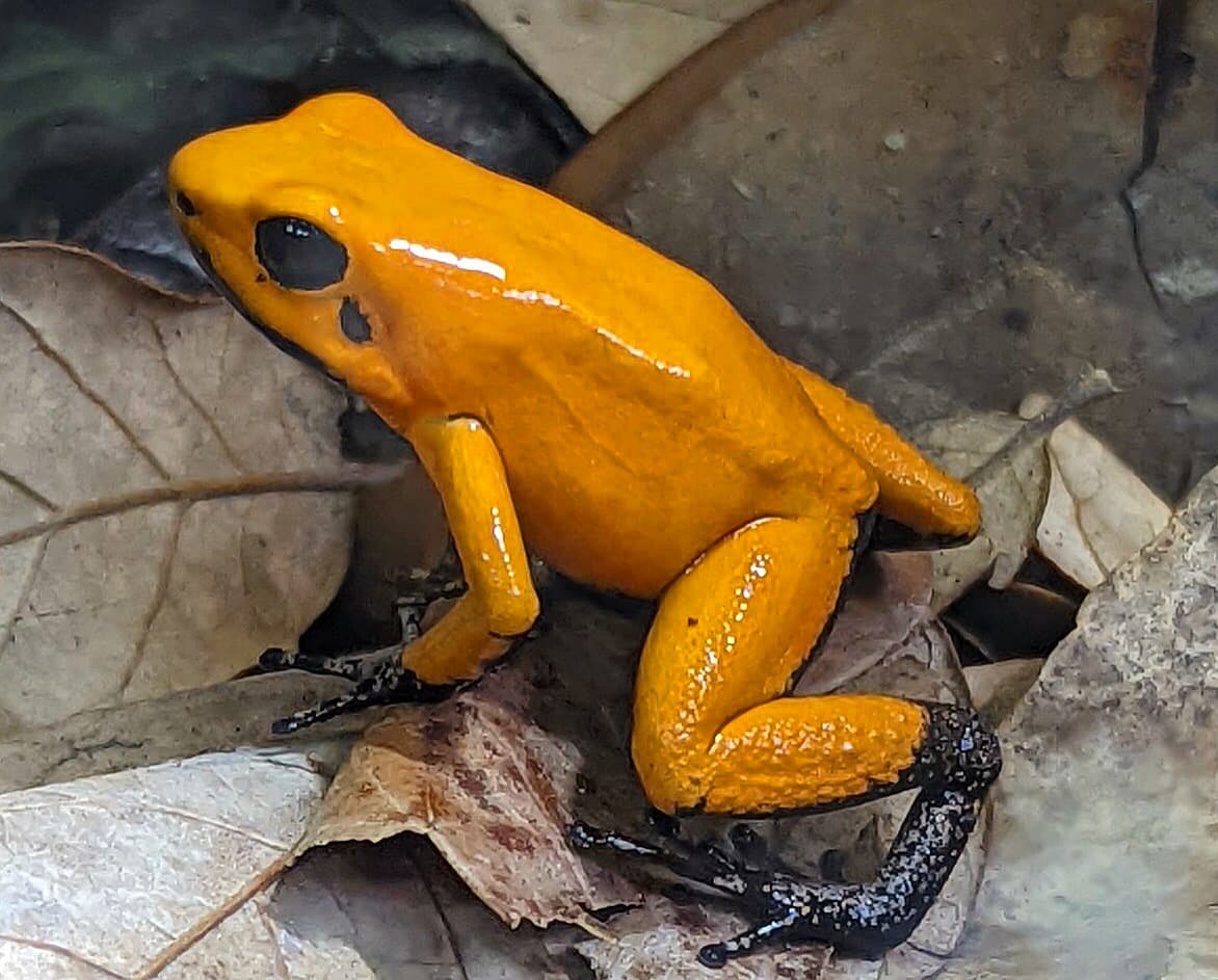 Phyllobates terribilis Orange Blackfoot dart frog