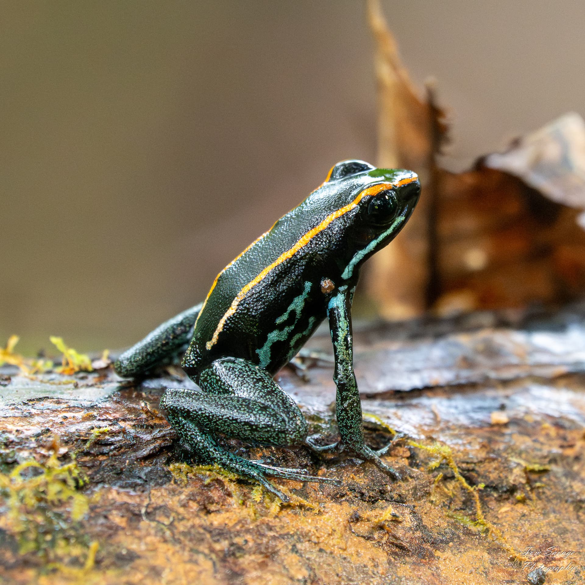 Phyllobates vittatus Golfo Dulce poison dart frog
