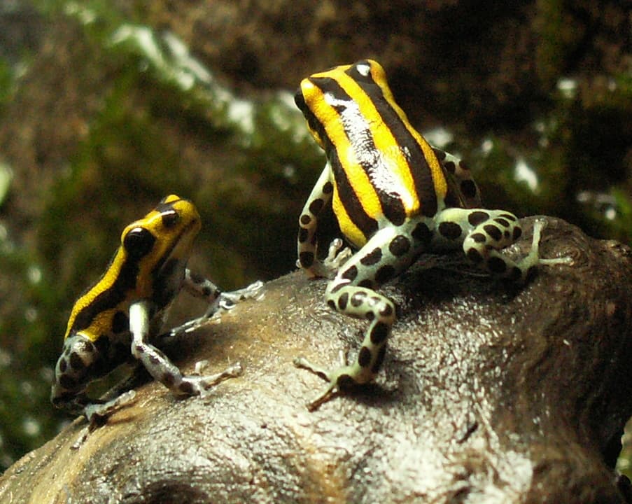 Ranitomeya sirensis Highland reference dart frog