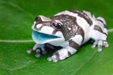 Amazon Milk Frog Banded photo