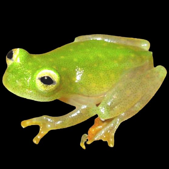 Northern Glass Frog Northern line photo