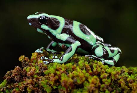 Green & Black' Dart Frog Costa Rican Green & Black photo