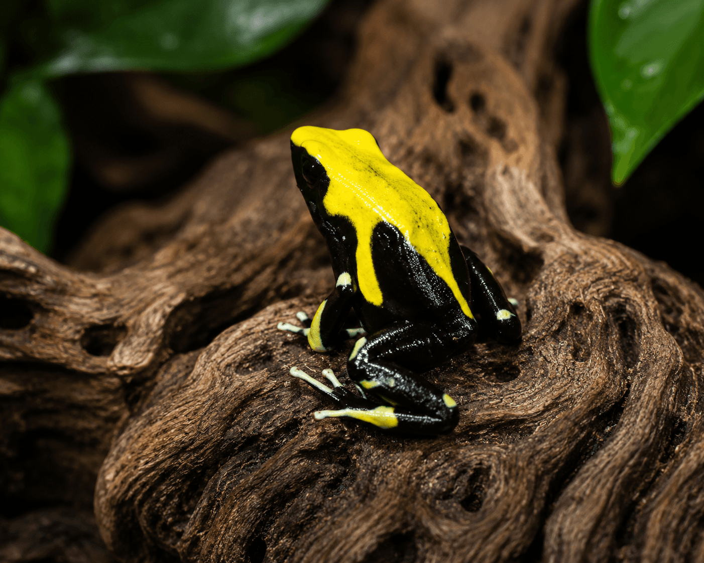 Dendrobates tinctorius Yellowback dart frog