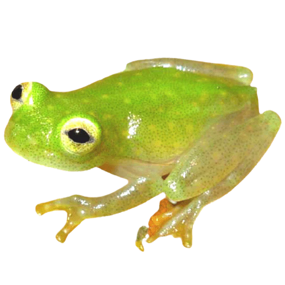 Northern Glass Frog Northern line photo