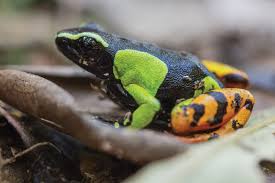 Tiger Mantella Tiger pattern photo