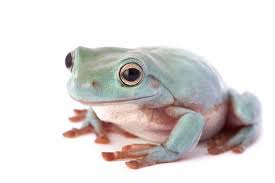 White's Tree Frog Standard Green photo