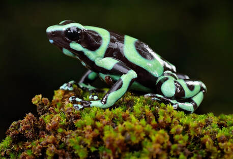 Green & Black' Dart Frog Costa Rican Green & Black photo