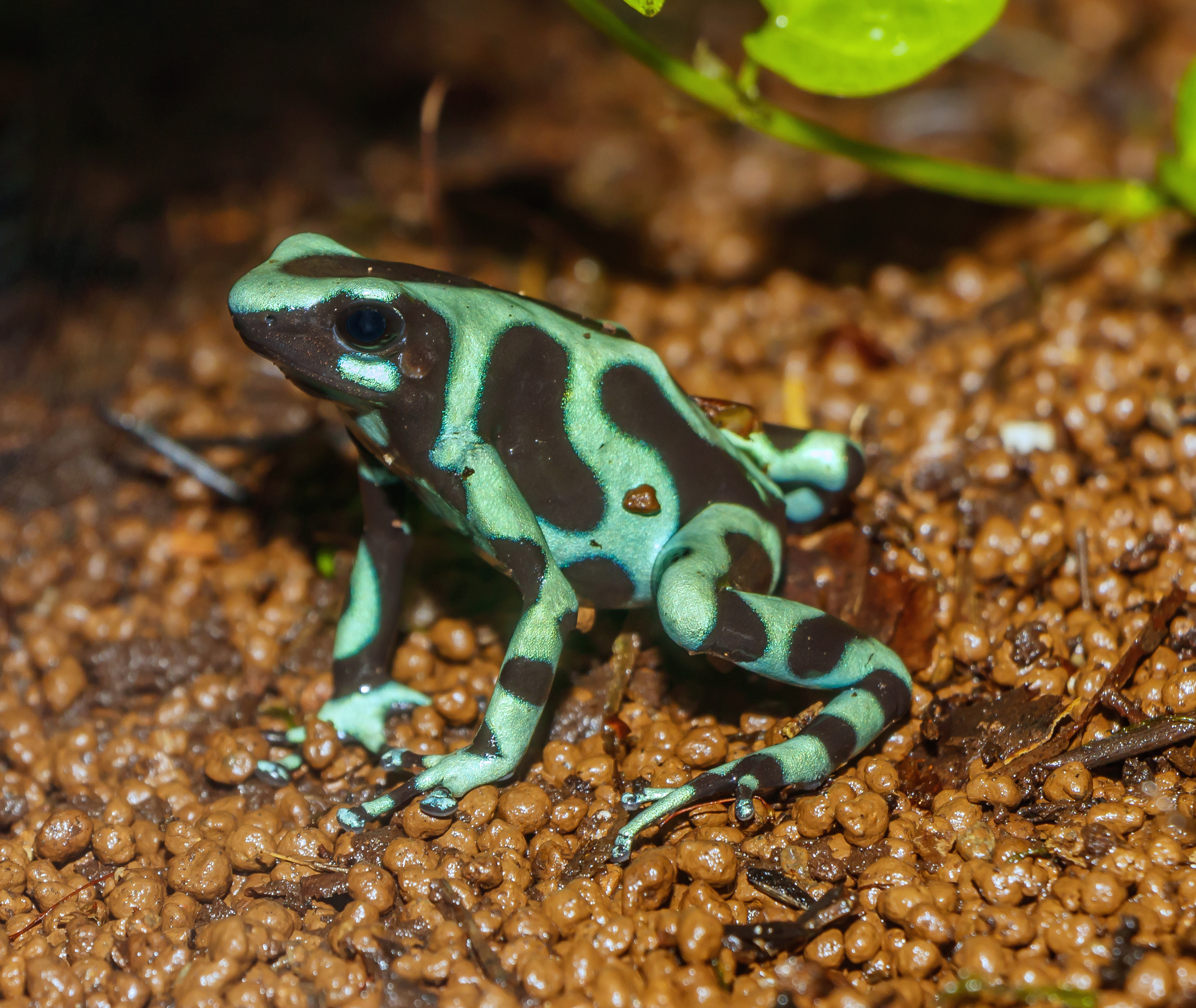 green-german-dart-frog.jpg