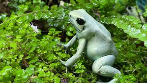 Mint Dart Frog Mint photo