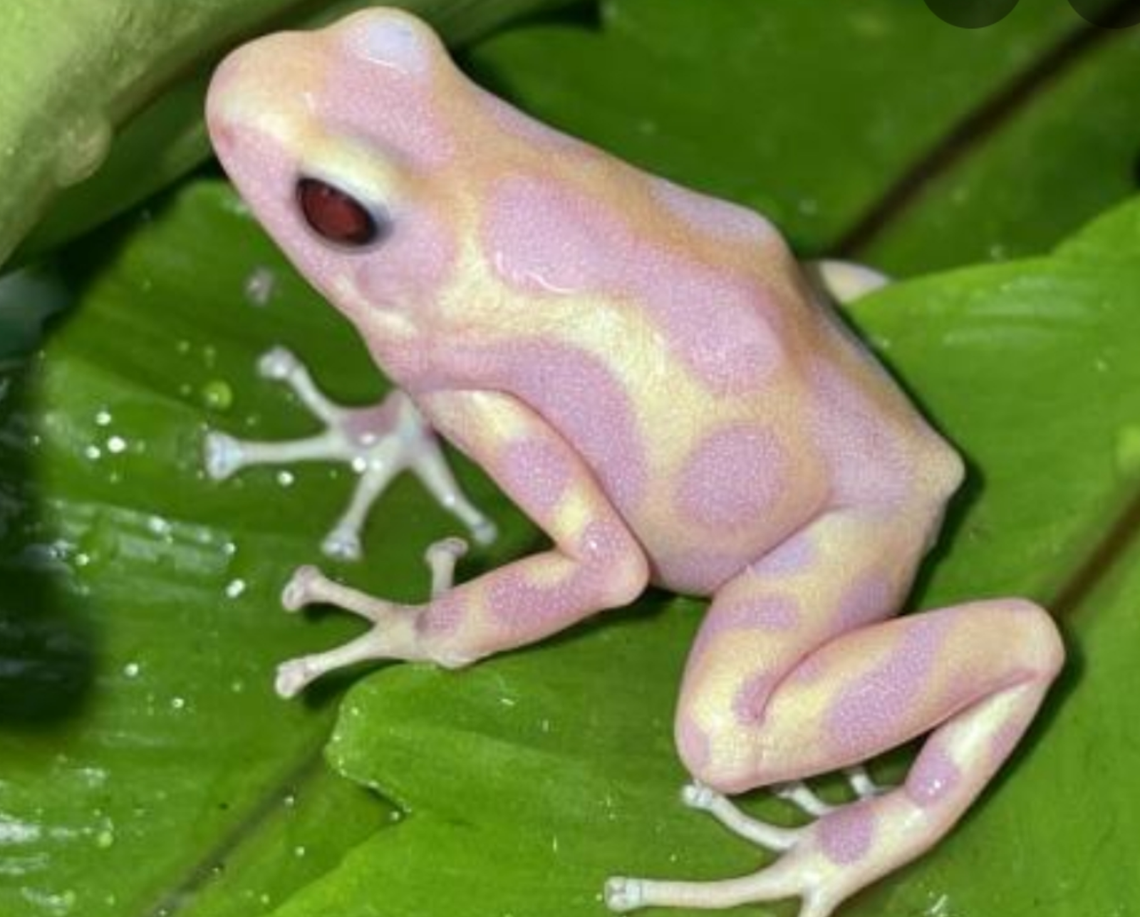Albino Auratus Albino photo
