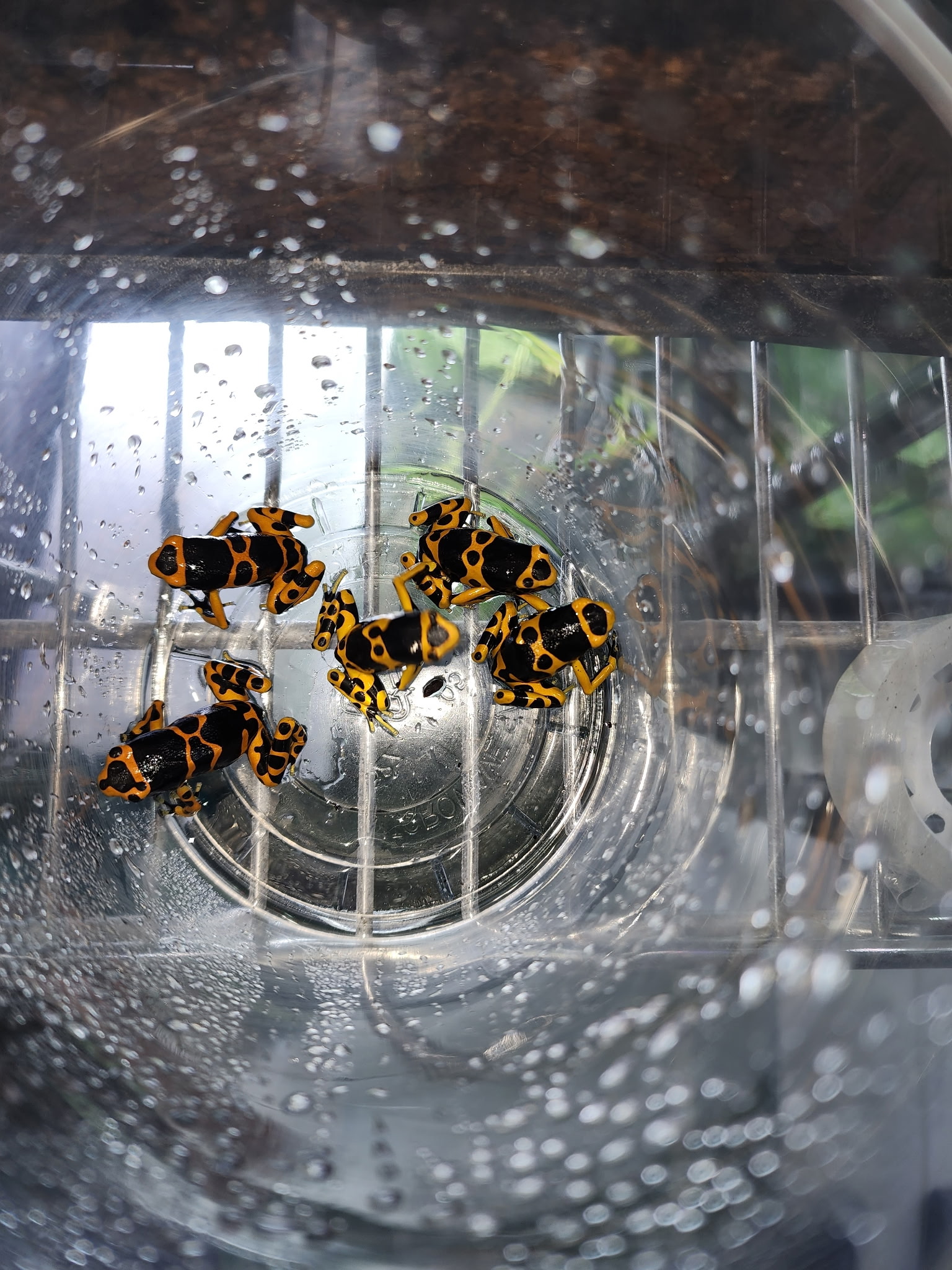 Bumblebee Dart Frog Tropical rainforest photo