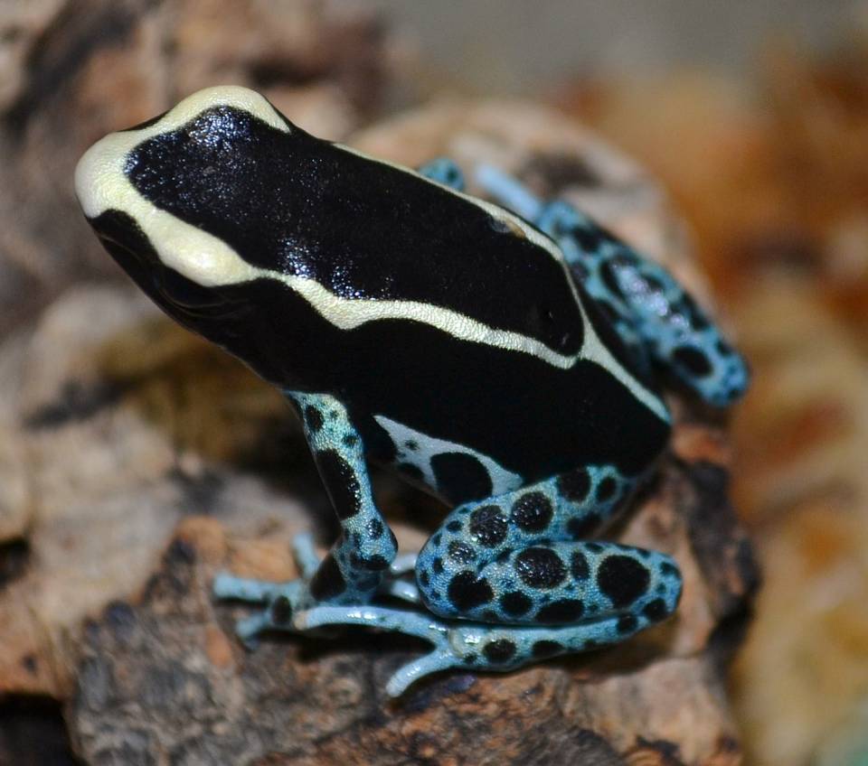 Powdered Blue Dart Frog Powder Blue photo