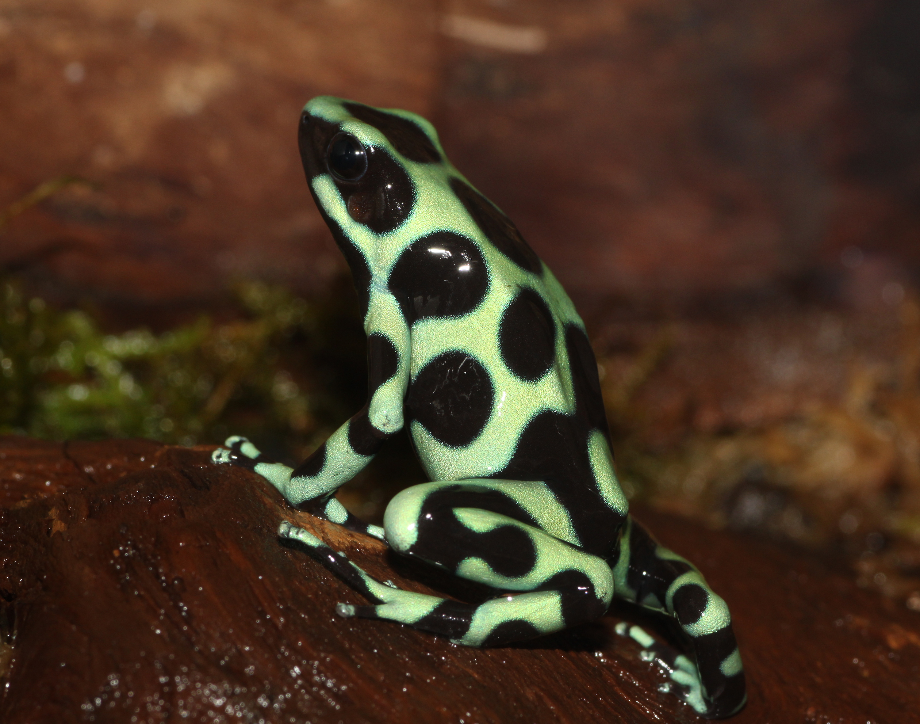 mint-dart-frog.jpg