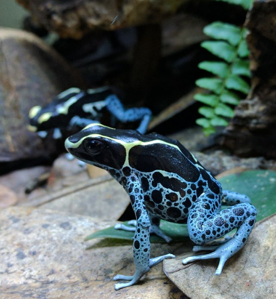 Powdered Blue Dart Frog Powder Blue photo