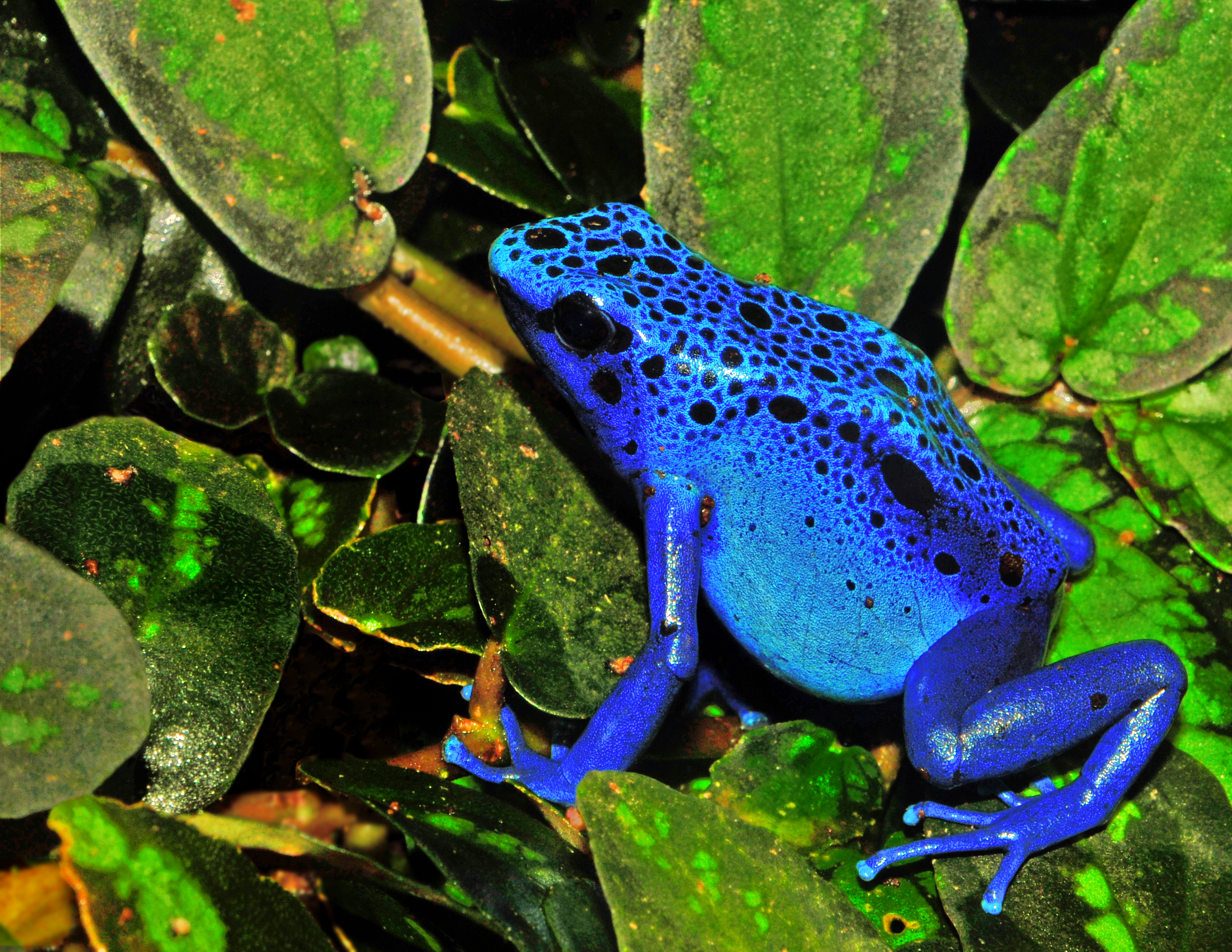 powdered-blue-dart-frog.jpg