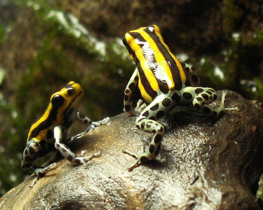 ranitomeya-sirensis-lamasi-reference.jpg