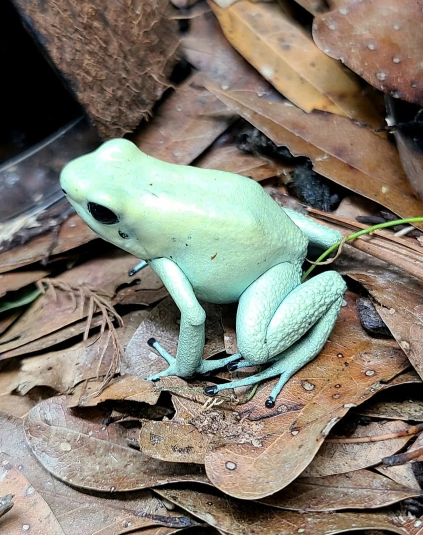 Mint Dart Frog Mint photo