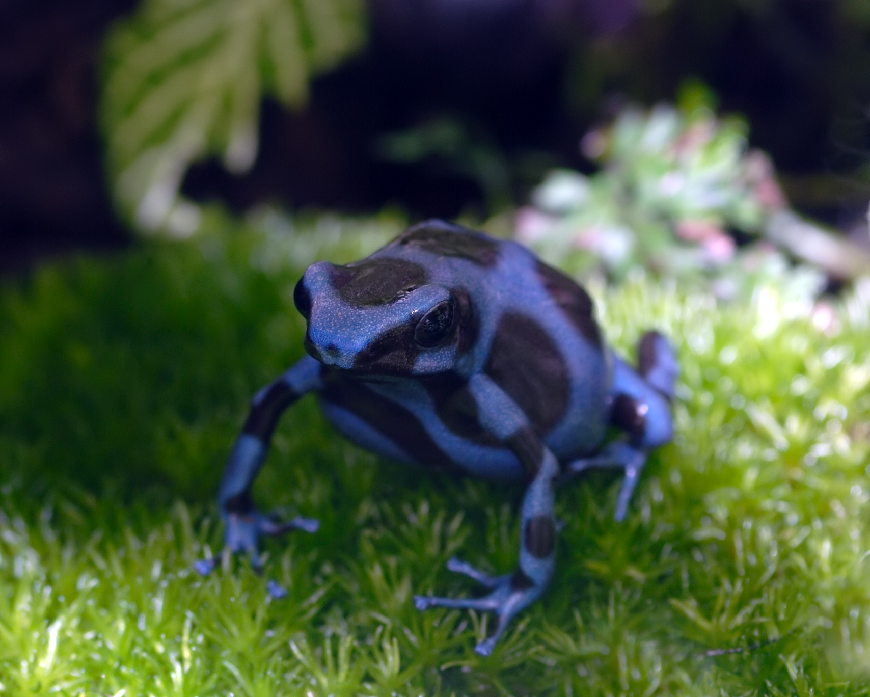southern-dart-frog.jpg