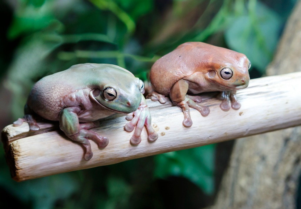 White's Tree Frog Standard Green photo